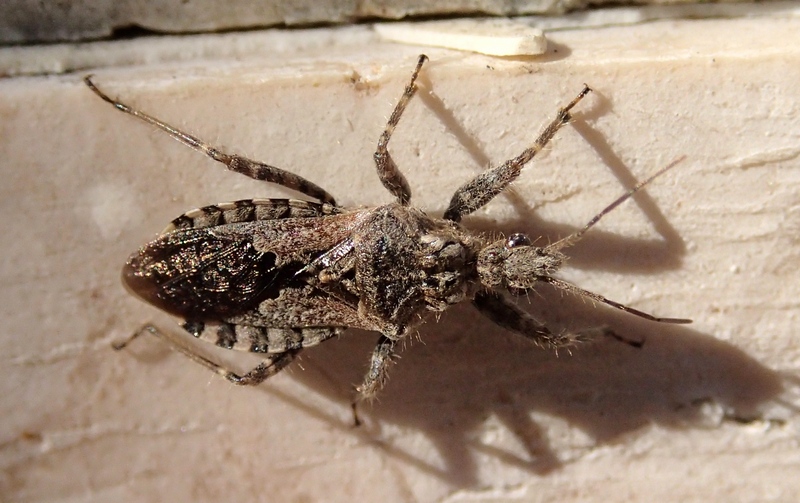 Heteroptera Reduviidae: Coranus griseus